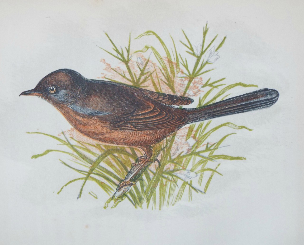 Chromo-lithograph - Dartford Warbler.