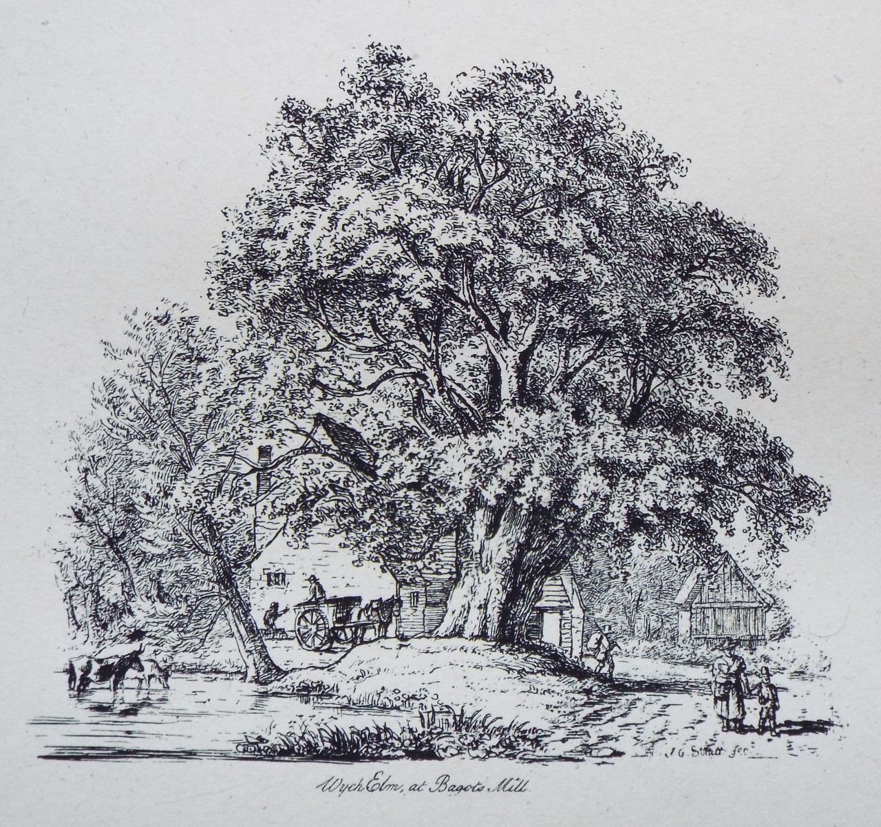 Etching - Wych Elm, at Bagots Mill. - Strutt