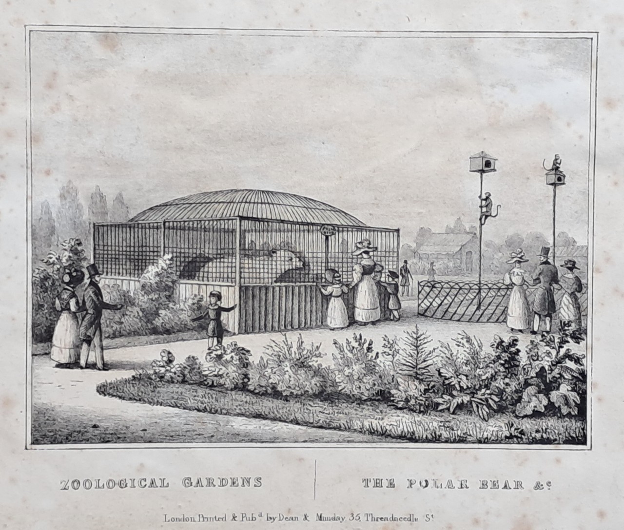 Lithograph - Zoological Gardens | The Polar Bear &c.