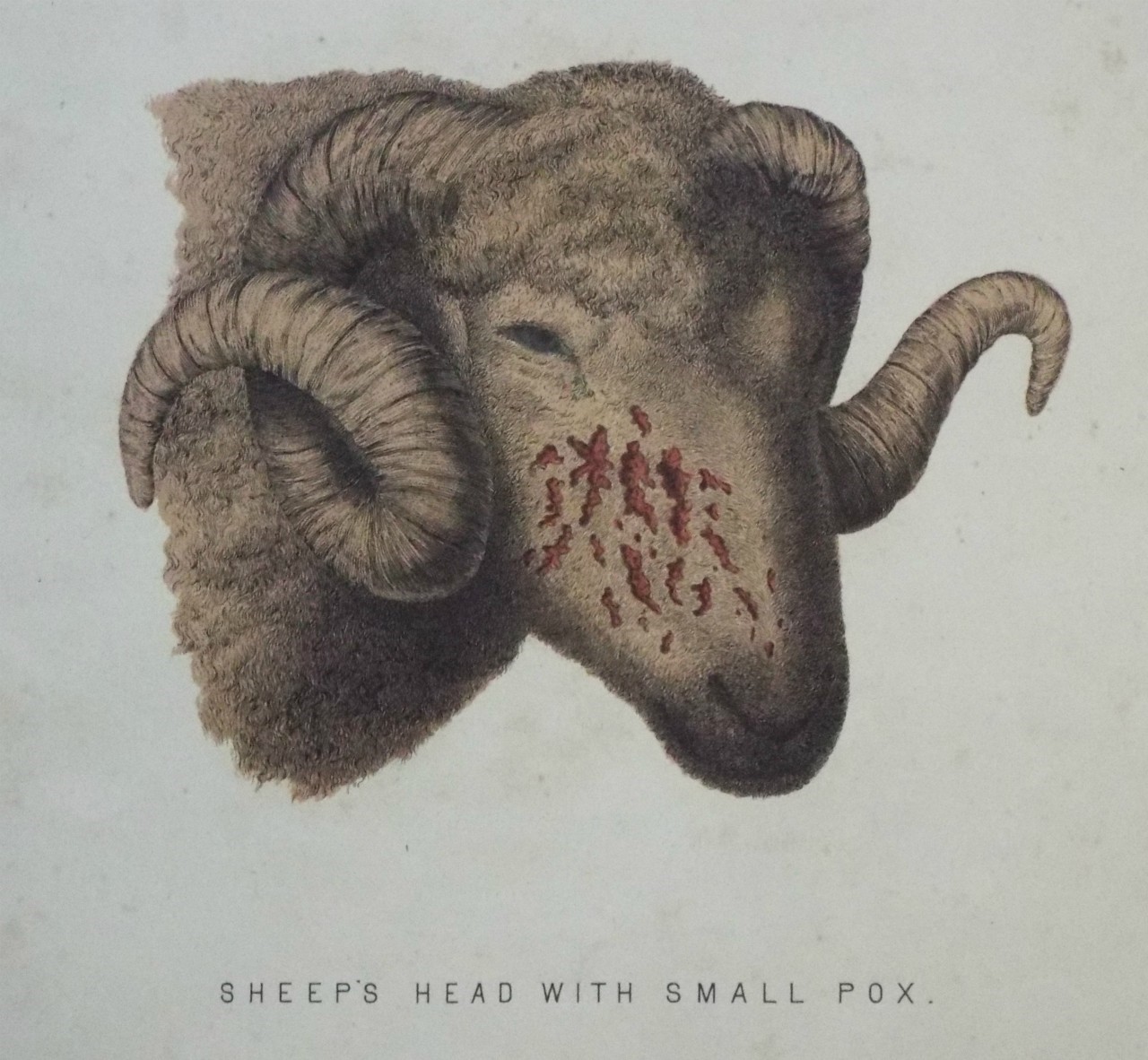 Lithograph - Sheep's Head with Small Pox.