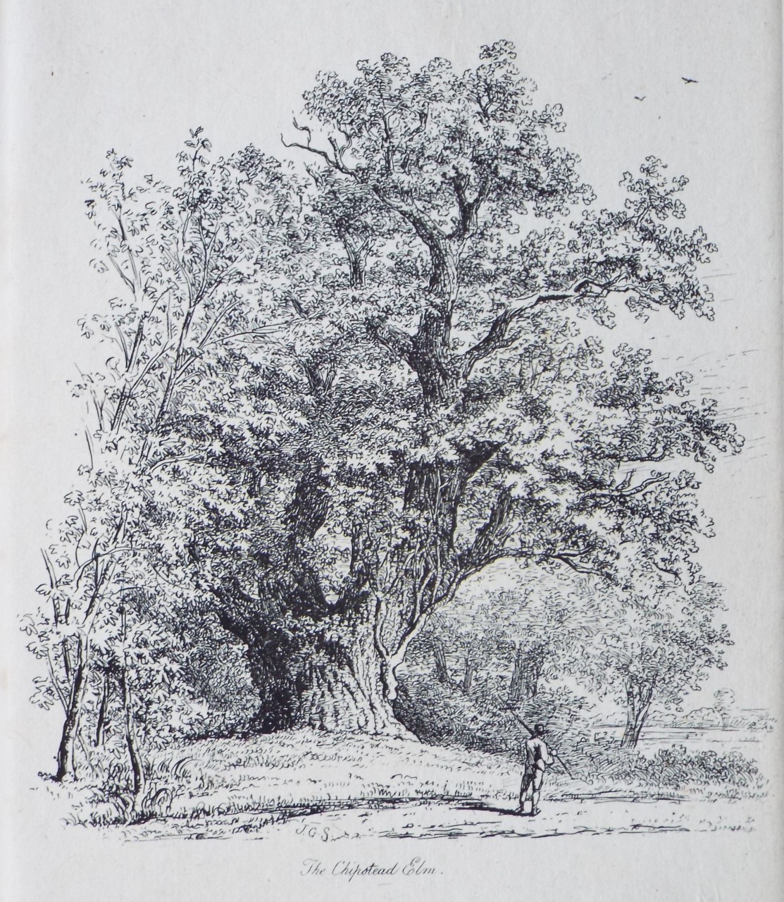 Etching - The Chipstead Elm. - Strutt