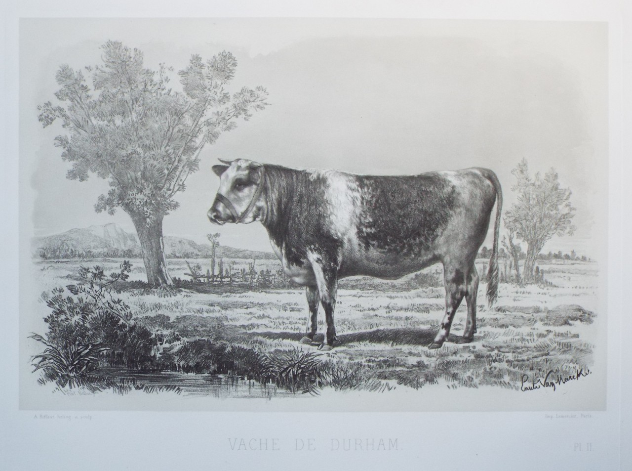 Heliogravure - Vache de Durham. - Riffaut