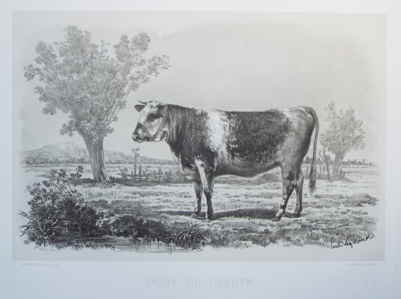 Heliogravure - Vache de Durham. - Riffaut