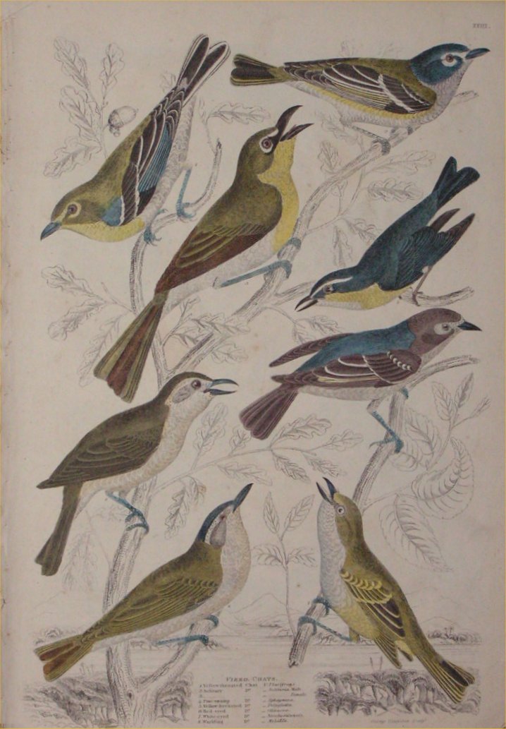 Print - 023 Vireo, Chats - Milne