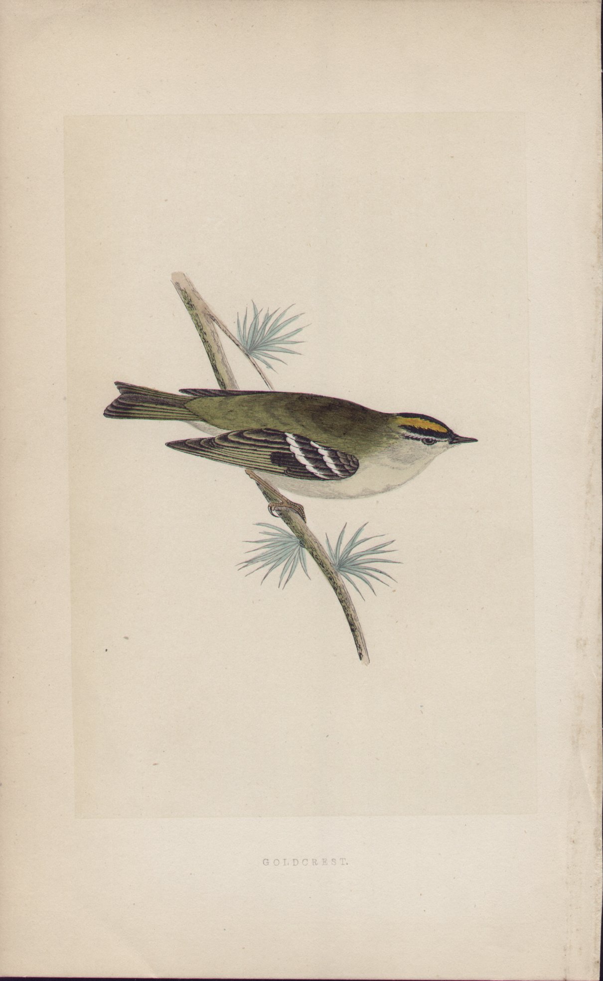 Wood - Goldcrest - Fawcett