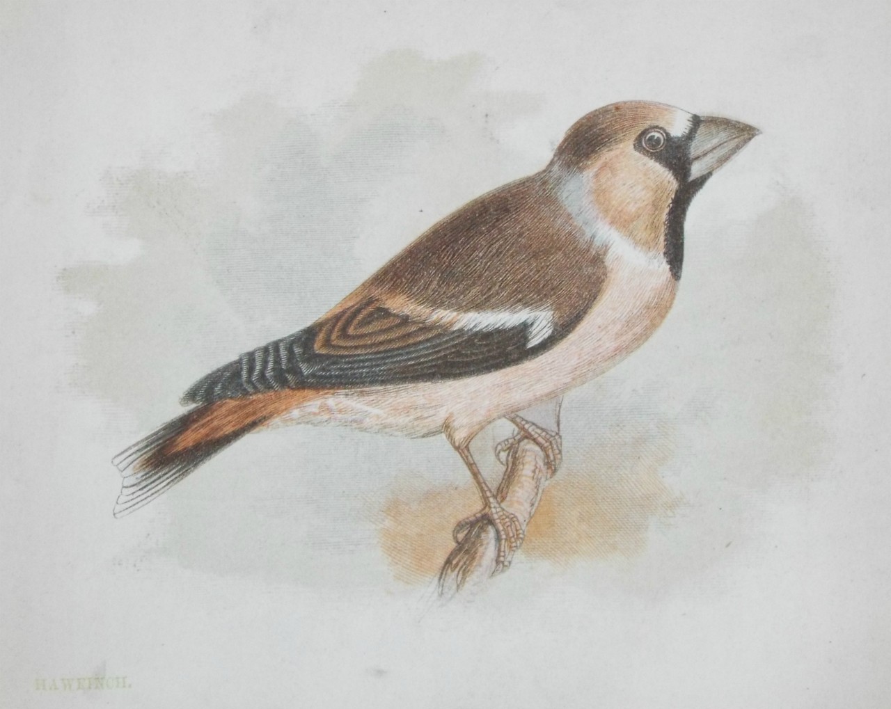 Chromo-lithograph - Hawfinch.