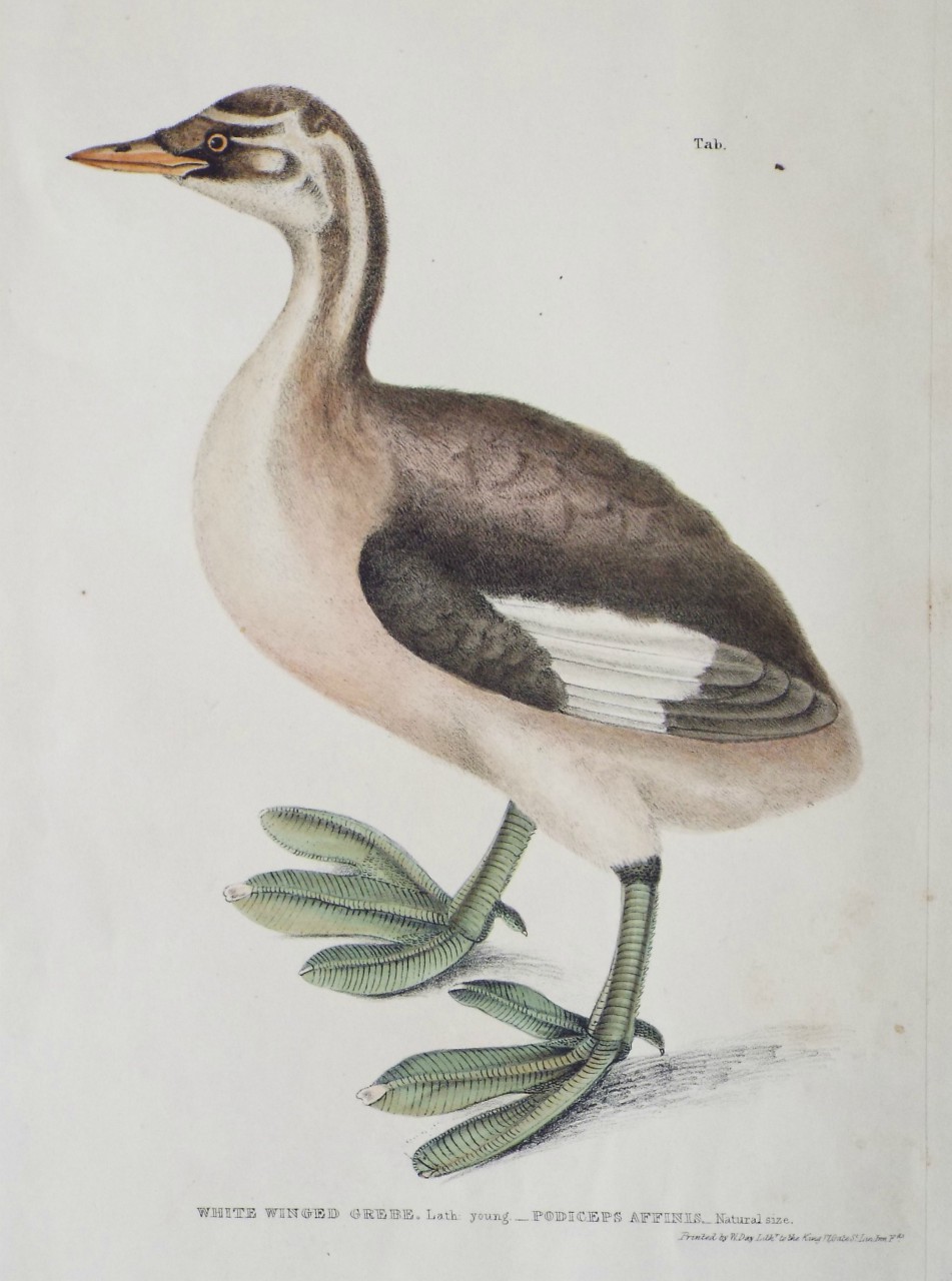 Lithograph - White Winged Grebe. Lath: young. Podiceps Affinis. Natural size. - Day
