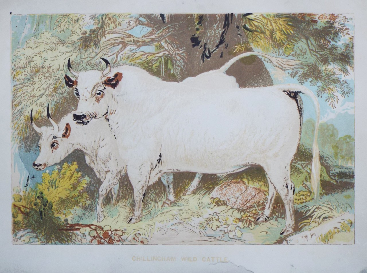 Print - Chillingham Wild Cattle.