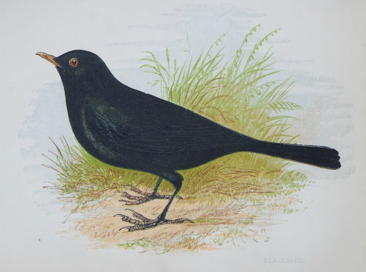 Chromo-lithograph - Blackbird.