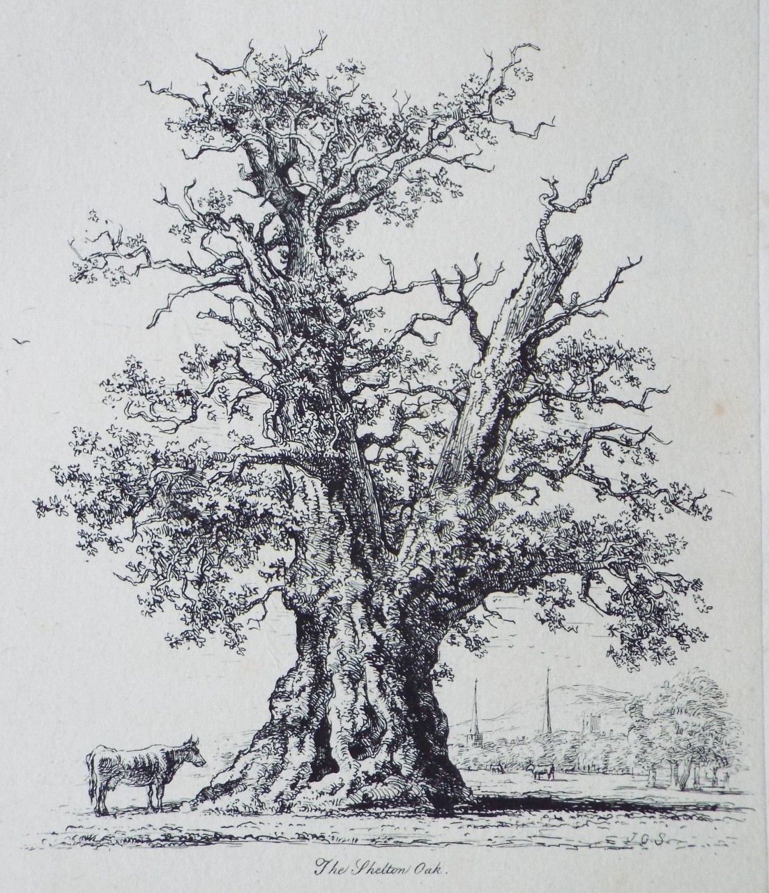Etching - The Shelton Oak. - Strutt