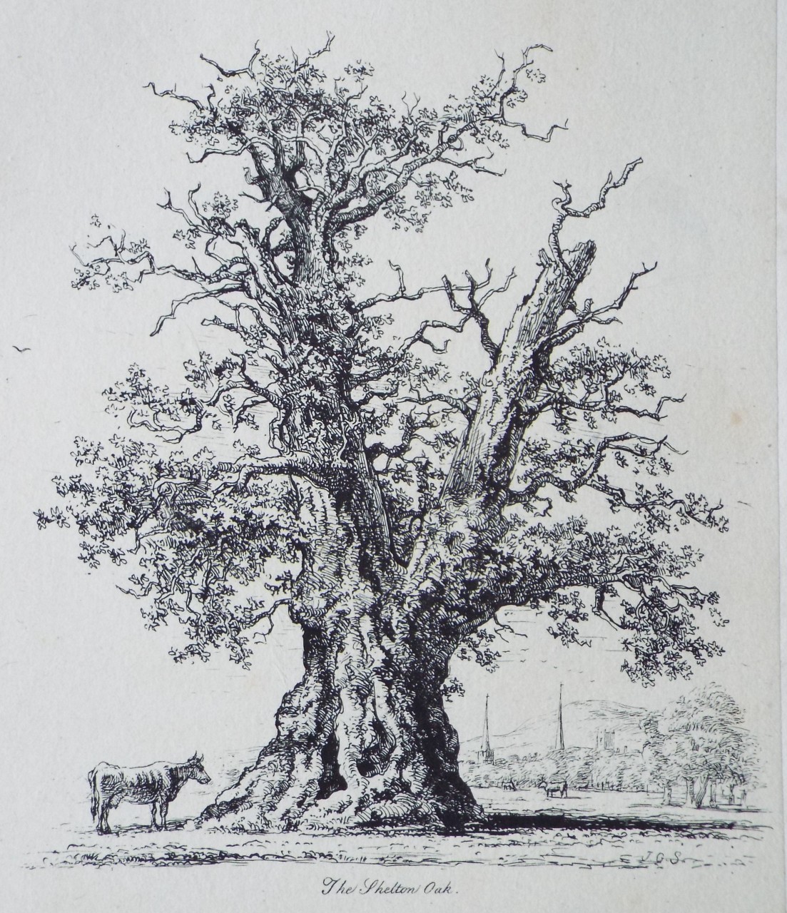 Etching - The Shelton Oak. - Strutt