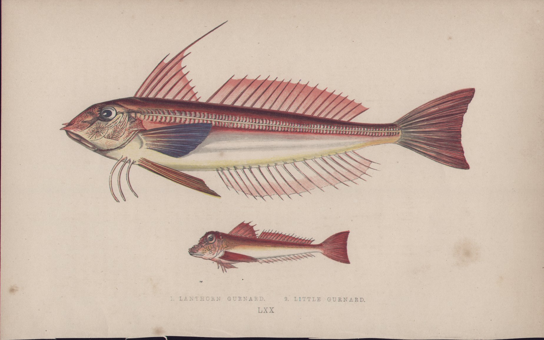 Chromolithograph - 070 Lanthorn Gurnard & Little Gurnard. LXX - Fawcett