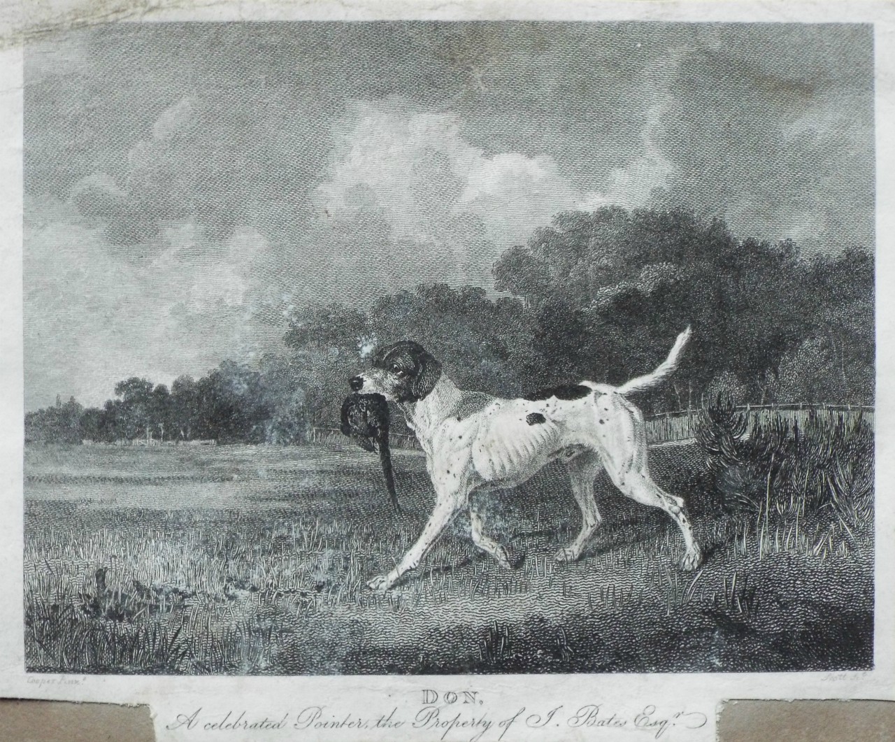 Print - Don. A celebrated Pointer, the Property of J. Bates Esqr. - 