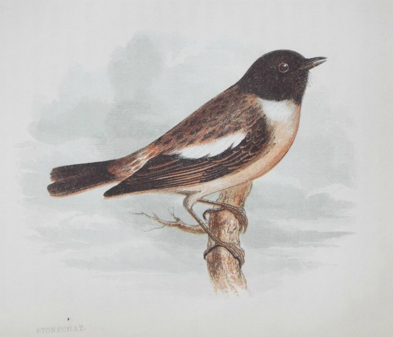 Chromo-lithograph - Stonechat.