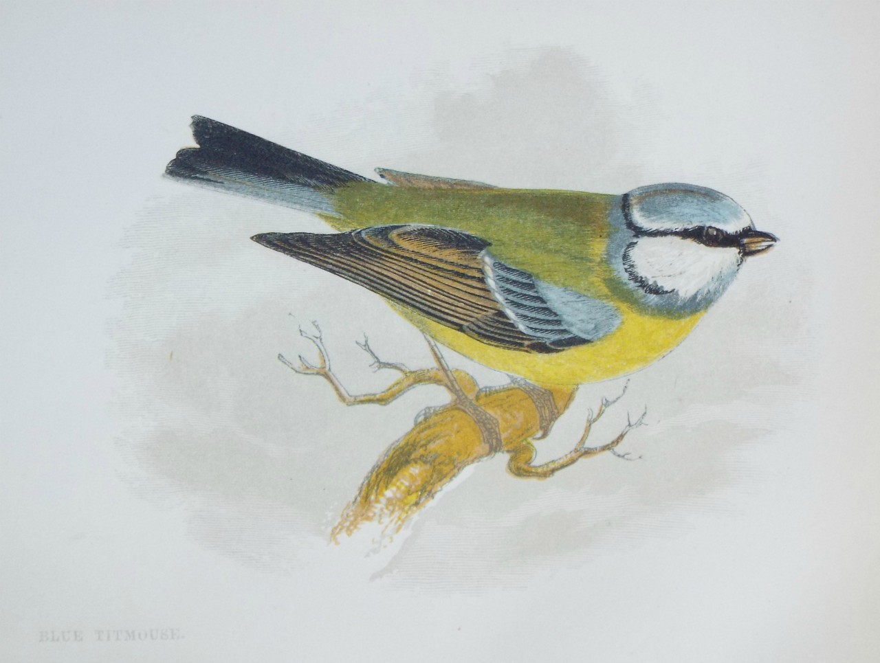 Chromo-lithograph - Blue Titmouse.