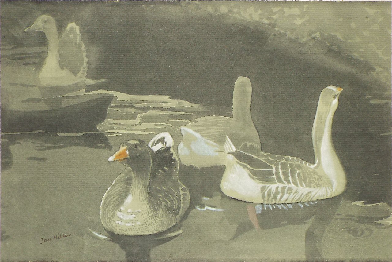 Watercolour - Ducks