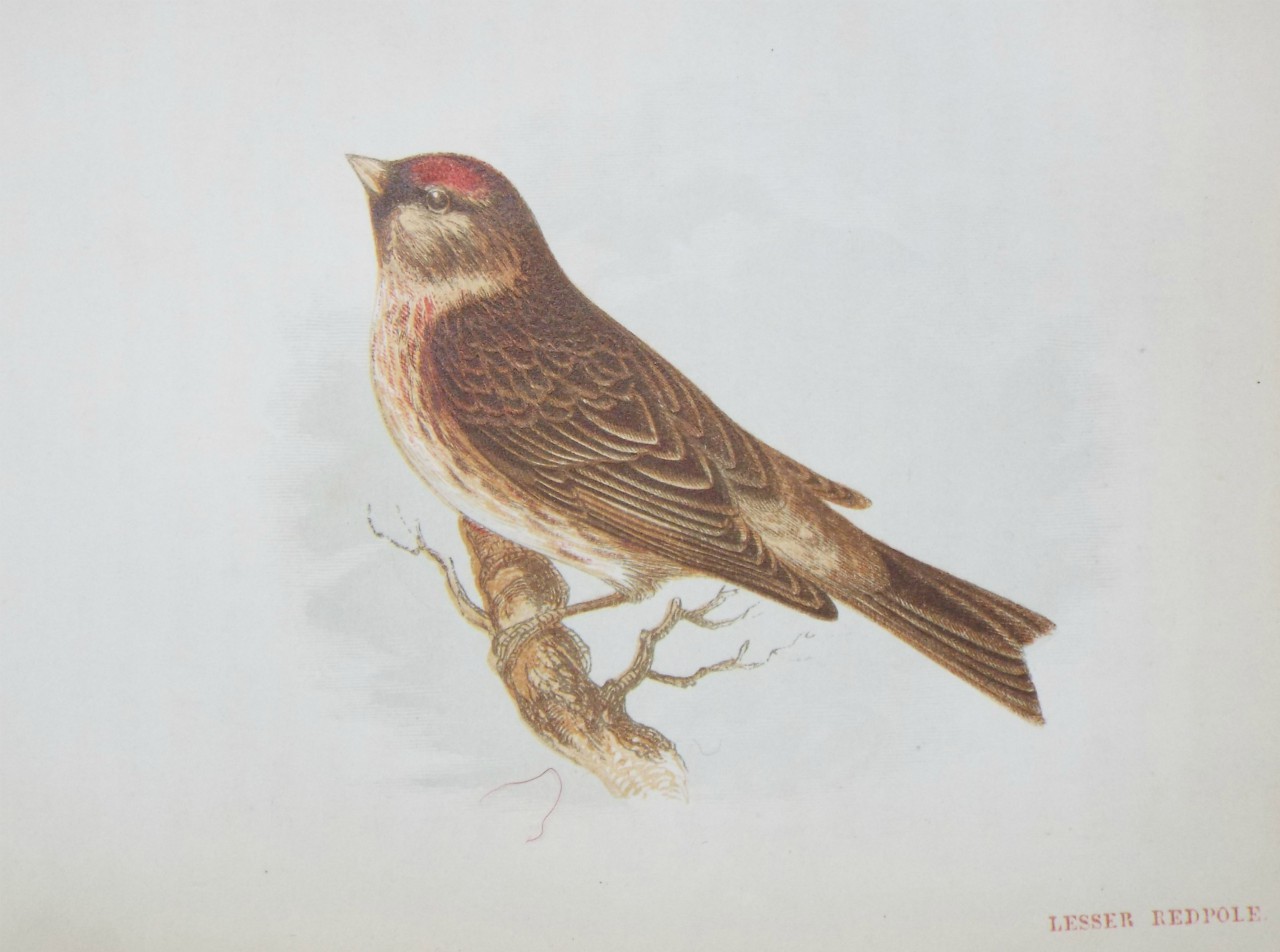 Chromo-lithograph - Lesser Redpole.