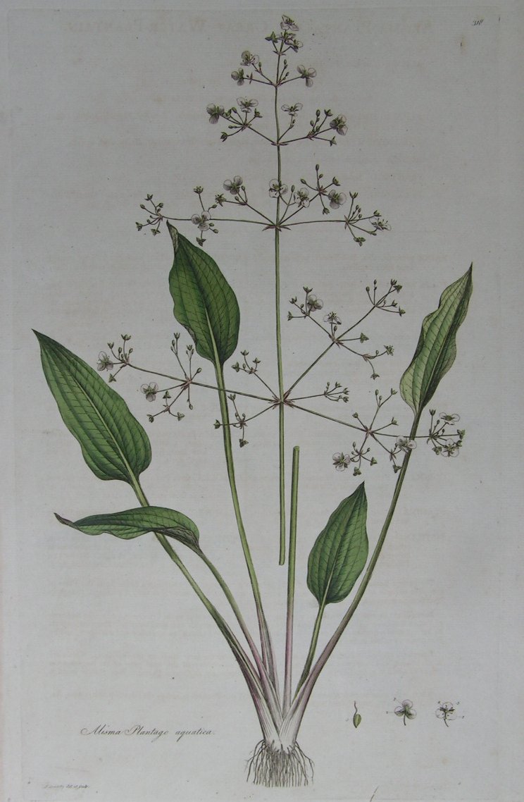 Print - Alisma Plantago aquatica - 