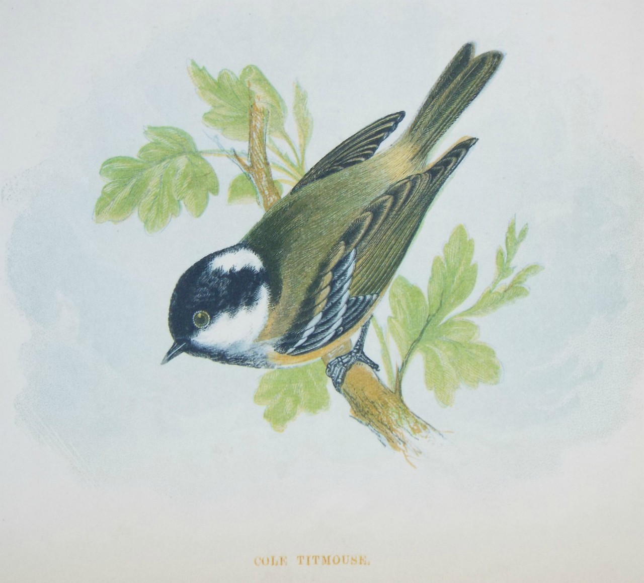 Chromo-lithograph - Cole Titmouse.