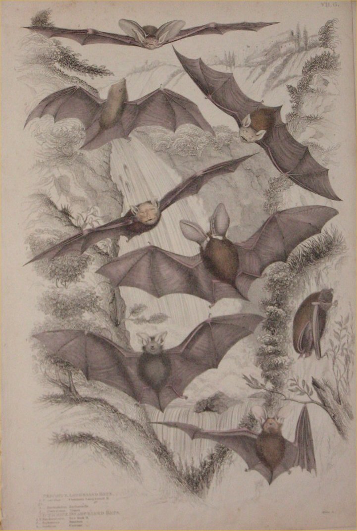 Print - 007G Plecotias, Long-Eared Bats. Nyticeius, Dwarf-Eared Bats - Milne