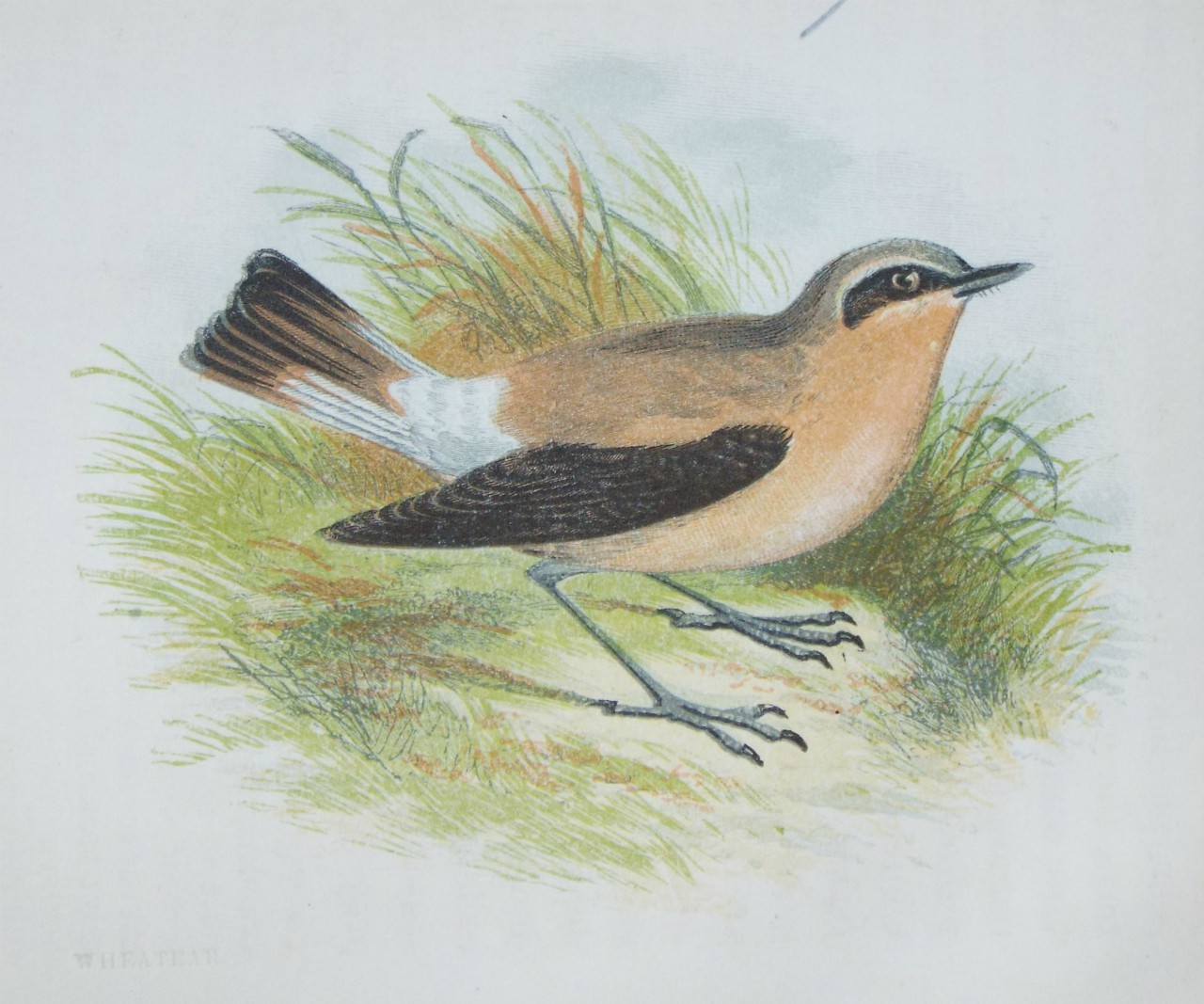 Chromo-lithograph - Wheatear.