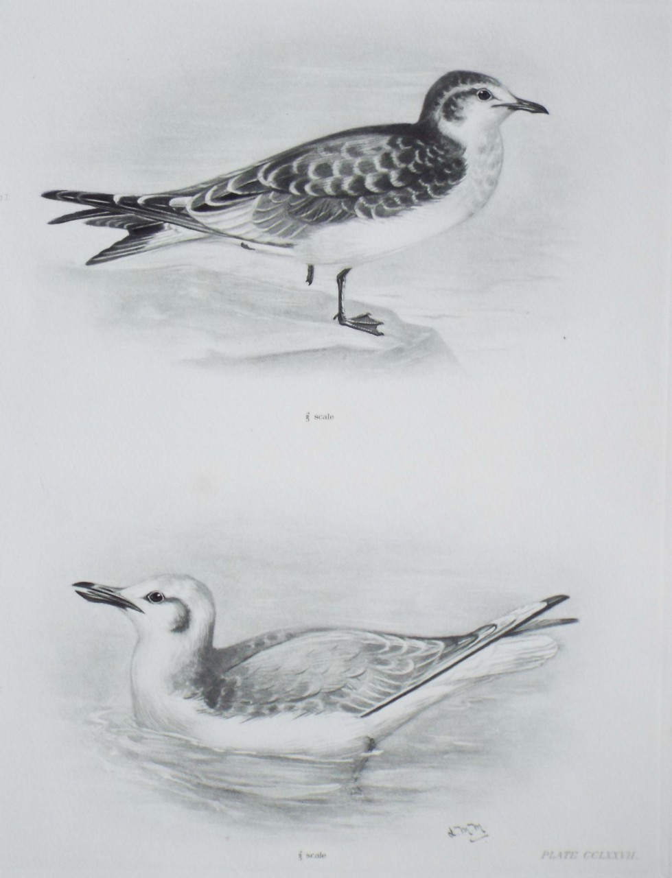 Gravure - Blackheaded Gulls