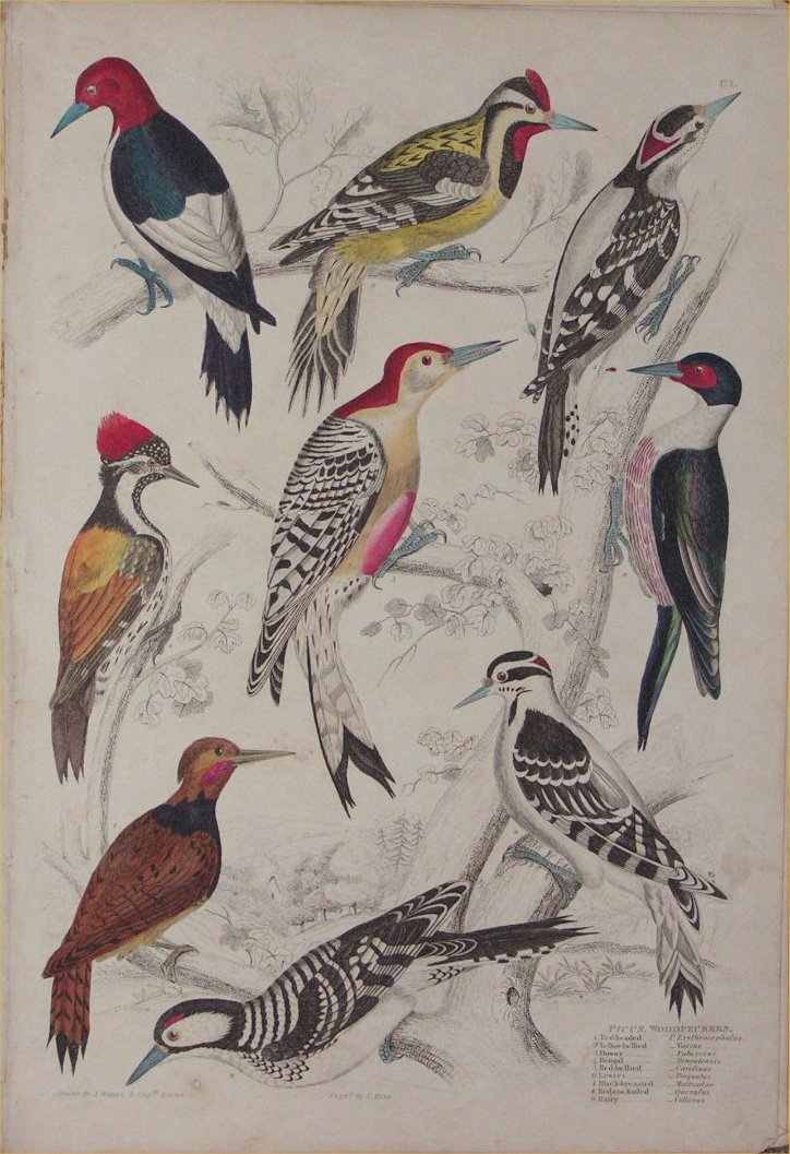 Print - 101 Picus, Woodpeckers - Milne