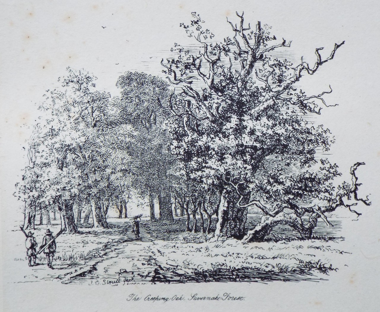 Etching - The Creeping Oak, Savernake Forest. - Strutt