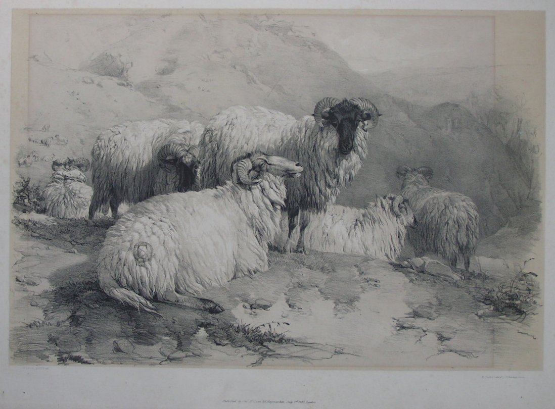 Lithograph - Scotch Mutton - Ducoles