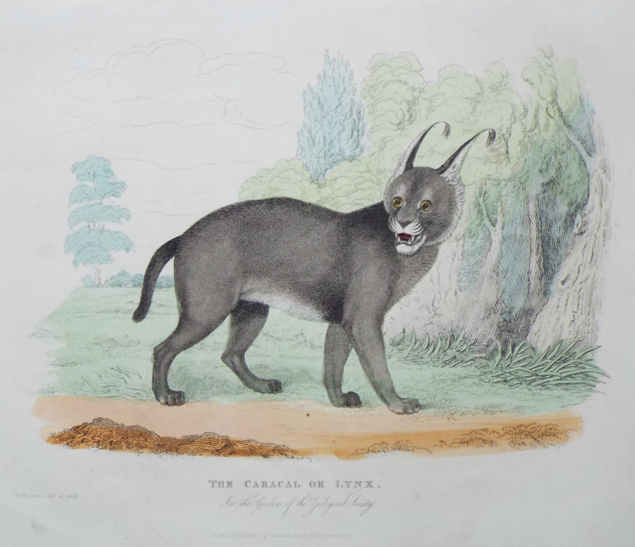 Print - The Caracal or Lynx. In the Gardens of the Zoological Society. - Panormo