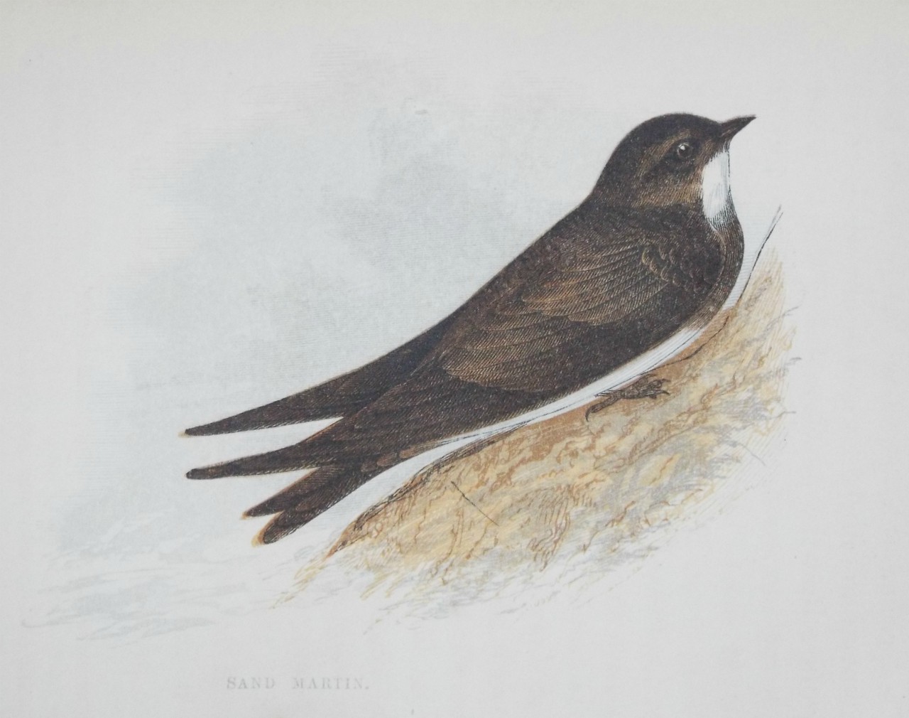 Chromo-lithograph - Sand Martin.